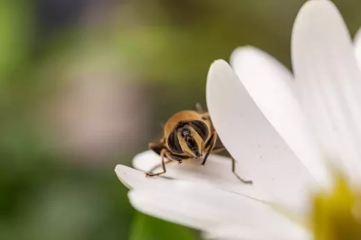 DJI Mini 3 Pro וצילום